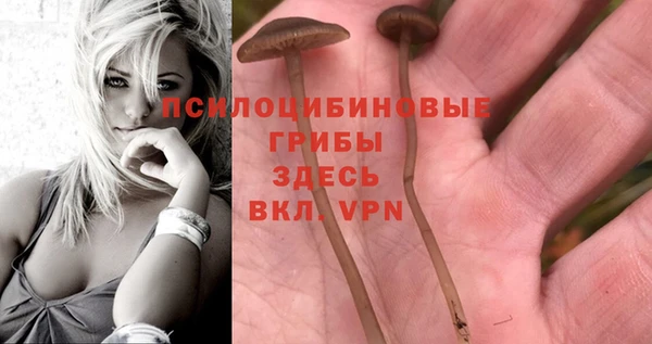 хмурый Белокуриха
